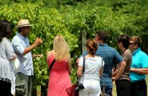 Tasting and Lunch at Bodega Pizzorno in Montevideo