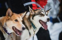 Reindeer and husky farm tour with snowmobiling