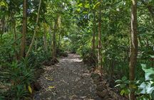 Private Foraging for an Outback Feast and Scenic Tour in Darwin