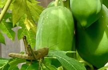 Private Foraging for an Outback Feast and Scenic Tour in Darwin