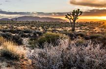 Audio-Guided Driving of the Joshua Tree National Park