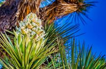 Audio-Guided Driving of the Joshua Tree National Park