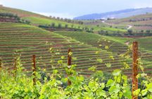 Historical guided tour of the Alto Douro Wine Region with wine tasting