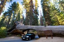 Audio-Guided Driving Tour to Sequoia & Kings Canyon