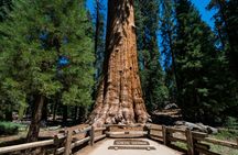 Audio-Guided Driving Tour to Sequoia & Kings Canyon