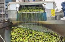 Villa Castelli Guided Walking Tour with Olive Oil Tasting