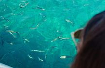 Boat excursion and snorkeling in Porto Conte marine area in Alghero