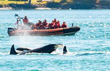 Zodiac whale watching and wildlife tour