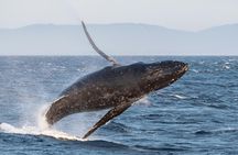 Zodiac whale watching and wildlife tour