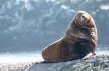 Zodiac whale watching and wildlife tour