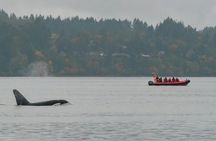Victoria Winter Whale Watching on a Zodiac Vessel