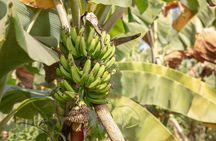 Full Day Tour at a Sustainable Farm from Pointe Sarène with Lunch