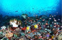 Nusa Lembongan with Manta Bay snorkelling all-inclusive tour