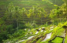 Ubud highlights full-day tour with monkey forest and rice terraces