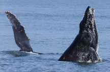 Zodiac Whale Watching Adventure From Victoria