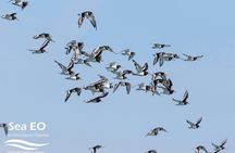 Birdwatching boat tour in Lisbon