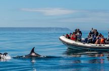 Dolphin watching boat tour from Lisbon