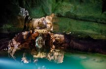 Valencia Caves of San José boat tour