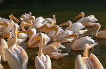 Chimelong Bird Park Entrance Tickets