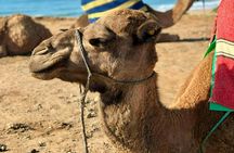 Camel Ride Experience in Essaouira's Coastal Region