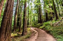 Audio-guided driving tour to Redwood National & State Parks