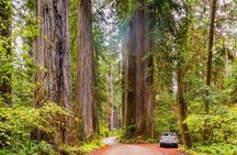 Audio-guided driving tour to Redwood National & State Parks