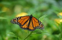Museum of Living Butterflies in Krakow
