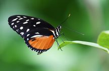 Museum of Living Butterflies in Krakow
