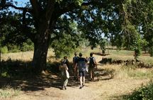 Hike from Siena to Monteriggioni with Wine Tasting