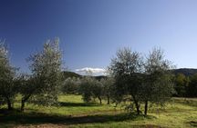 Hike from Siena to Monteriggioni with Wine Tasting