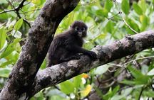 Langkawi UNESCO geopark mangrove half-day tour