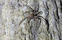 Langkawi rainforest guided tour after dark