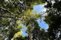 Half-day Langkawi rainforest trekking