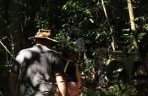 Half-day Langkawi rainforest trekking