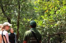 Langkawi mangrove river kayaking tour