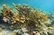 Jungle speedboat tours and snorkelling in Cancun
