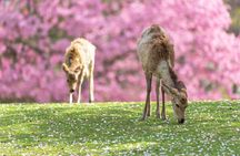 Kyoto 1-Day Trip from Osaka with Nara Park and Worl Heritage Sites