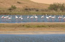 Day Trip from Agadir to Massa and Tiznit in 4x4 with Lunch