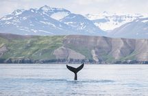 Whale watching tour in Árskógssandur
