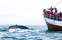 Whale watching tour in Árskógssandur