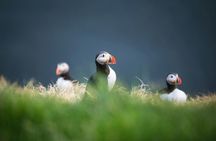 Puffin tour Iceland: Húsavík whale watching and puffins