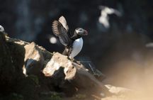 Puffin tour Iceland: Húsavík whale watching and puffins