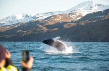 Puffin tour Iceland: Húsavík whale watching and puffins