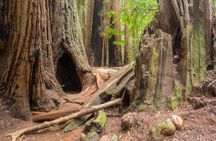 Muir Woods National Monument: Self-Guided Walking and Driving Tour