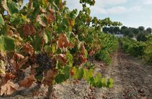 Half day trip to a winery from Seville