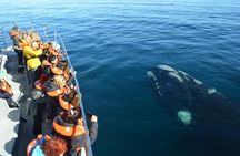 Peninsula Valdes and Whale Watching Tour from Puerto Madryn