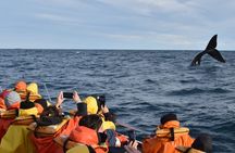 Peninsula Valdes and Whale Watching Tour from Puerto Madryn