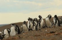 Full-day Excursion to Peninsula Valdes from Puerto Madryn