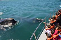 Full-day Excursion to Peninsula Valdes from Puerto Madryn