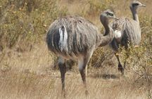 Full-day Excursion to Peninsula Valdes from Puerto Madryn